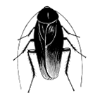 Click here to access Blattodea 