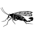 Click here to access Mecoptera