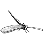 Click here to access Neuroptera 