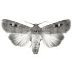 Click here to access Noctuoidea: Noctuidae (part)