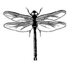 Click here to access Odonata