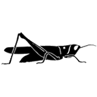 Click here to access Orthoptera