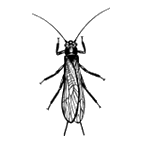 Click here to access Plecoptera