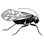 Click here to access Psocoptera