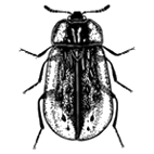 Click here to access Silphidae 
