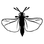 Click here to access Strepsiptera