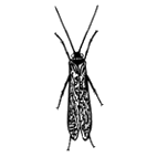 Click here to access Trichoptera 