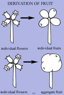 Derivation of Fruit