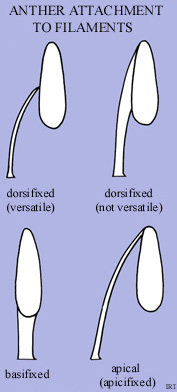 Anther Attachment to Filaments