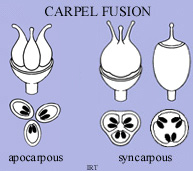 Carpel Fusion