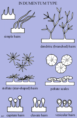 Indumentum type