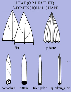 Leaf (or Leaflet) 3-Dimensional shape