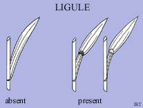 Ligule