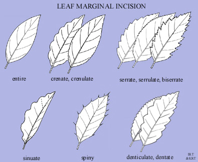 Leaf Marginal Incision
